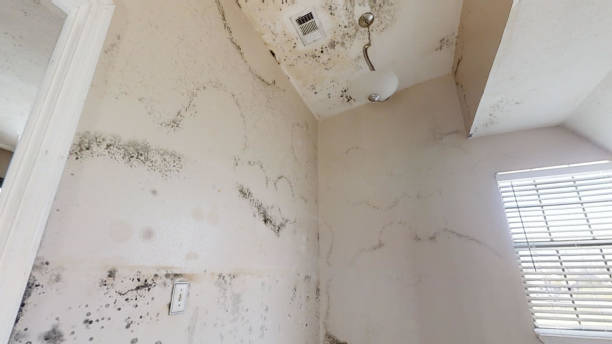 Best Dehumidification Services  in Greybull, WY