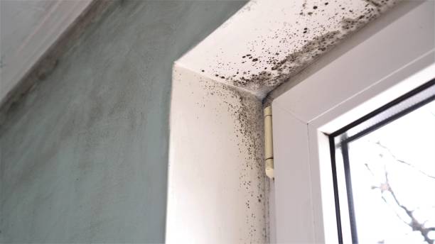 Best Forensic Mold Investigation  in Greybull, WY