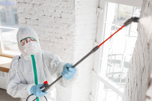 Best Environmental Consulting for Mold Prevention  in Greybull, WY