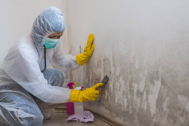 Trusted Greybull, WY Mold Removal Experts