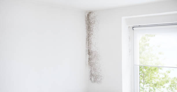 Best Water Damage & Mold Remediation  in Greybull, WY