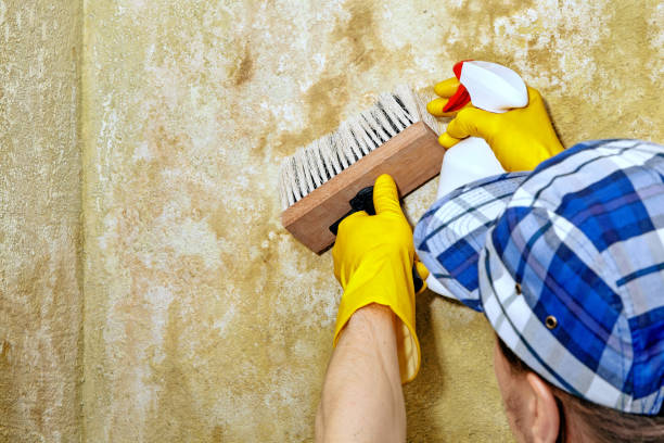 Best Crawl Space Mold Remediation  in Greybull, WY