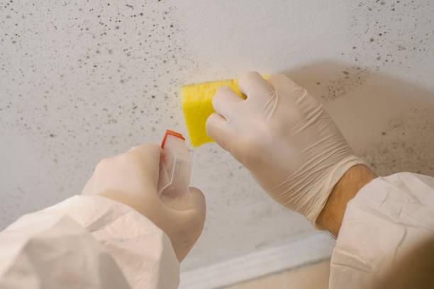 Best Emergency Mold Remediation  in Greybull, WY