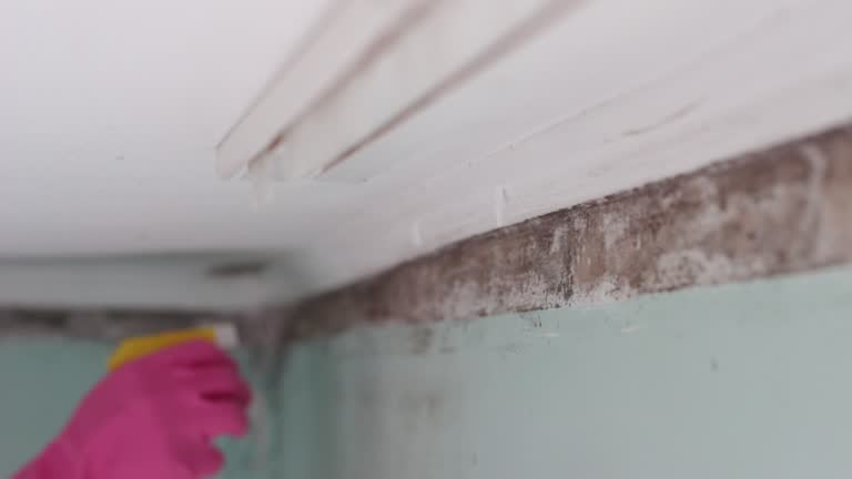 Best Airborne Mold Testing  in Greybull, WY