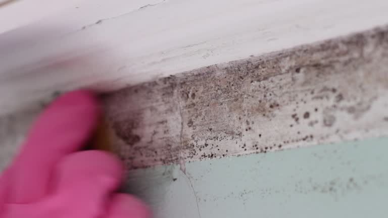 Best Basement Mold Removal  in Greybull, WY